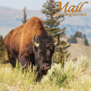 Mail Forwarding Services